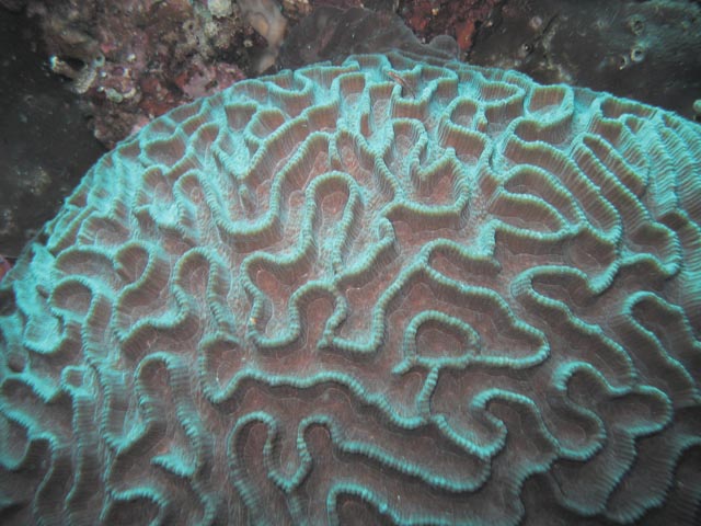 koral03.jpg